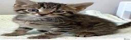Mixed Breed cats for sale: Kittens ready now   (8 weeks old) - Advert 3