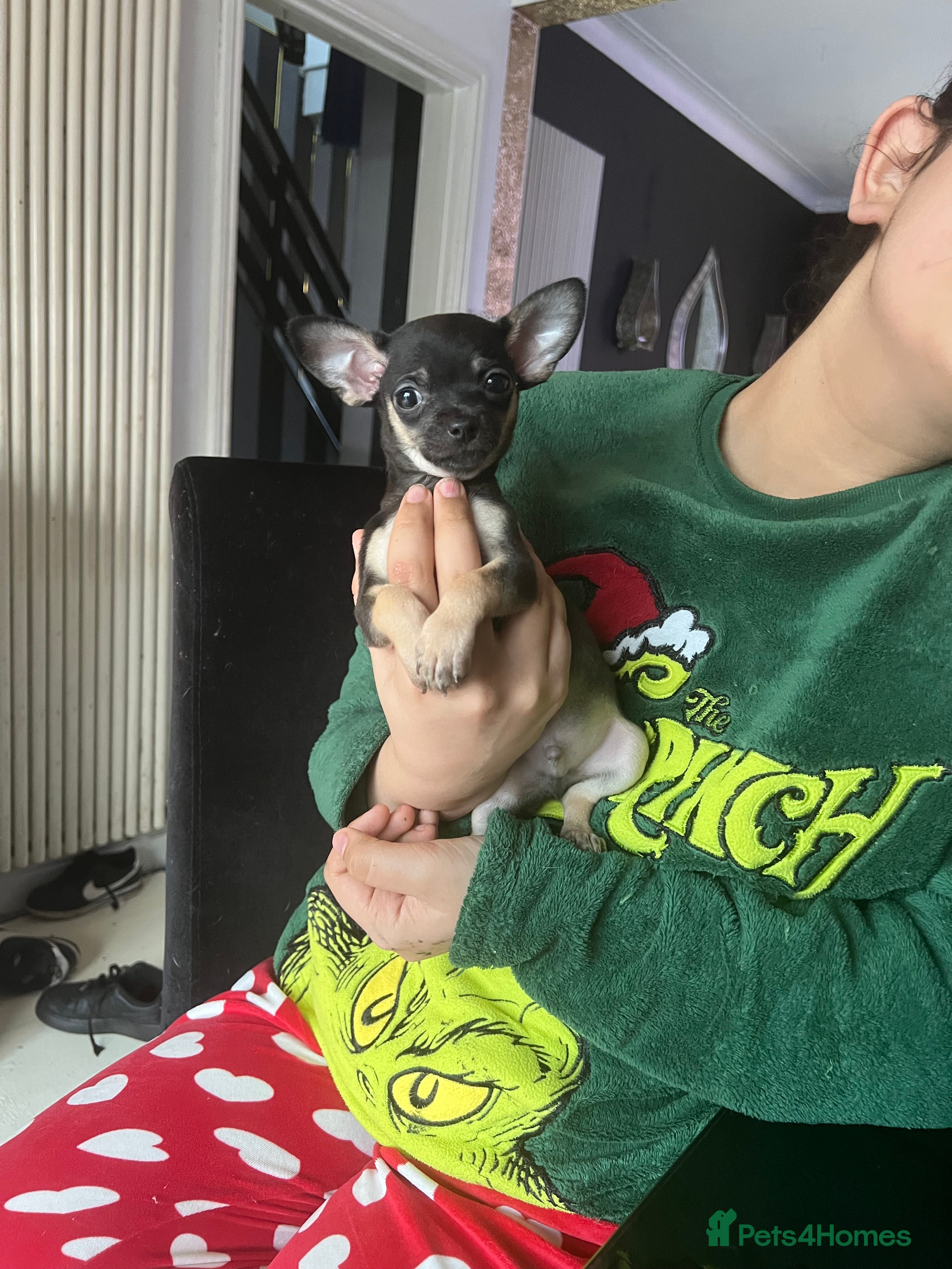 Chihuahua dogs Full breed chihuahua lovely puppies  - Advert 11