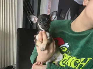 Chihuahua dogs Full breed chihuahua lovely puppies - Advert 11