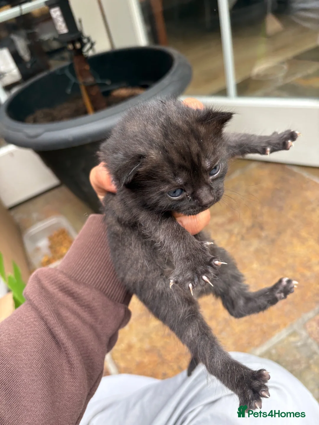 Mixed Breed cats for sale: 5 adorable kittens looking for loving homes - Advert 21