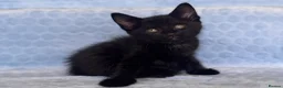 Mixed Breed cats for sale: BSH x Maine coon kittens (various prices) - Advert 27