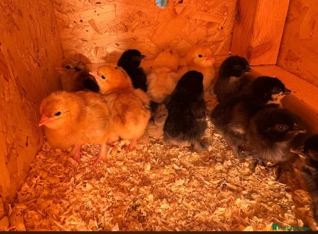 Chickens poultry for sale: 1day old chicks unsexed. in Dorking - Advert 1