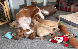 Cocker Spaniel dogs for sale: Beautiful gold cocker puppies - Image 27