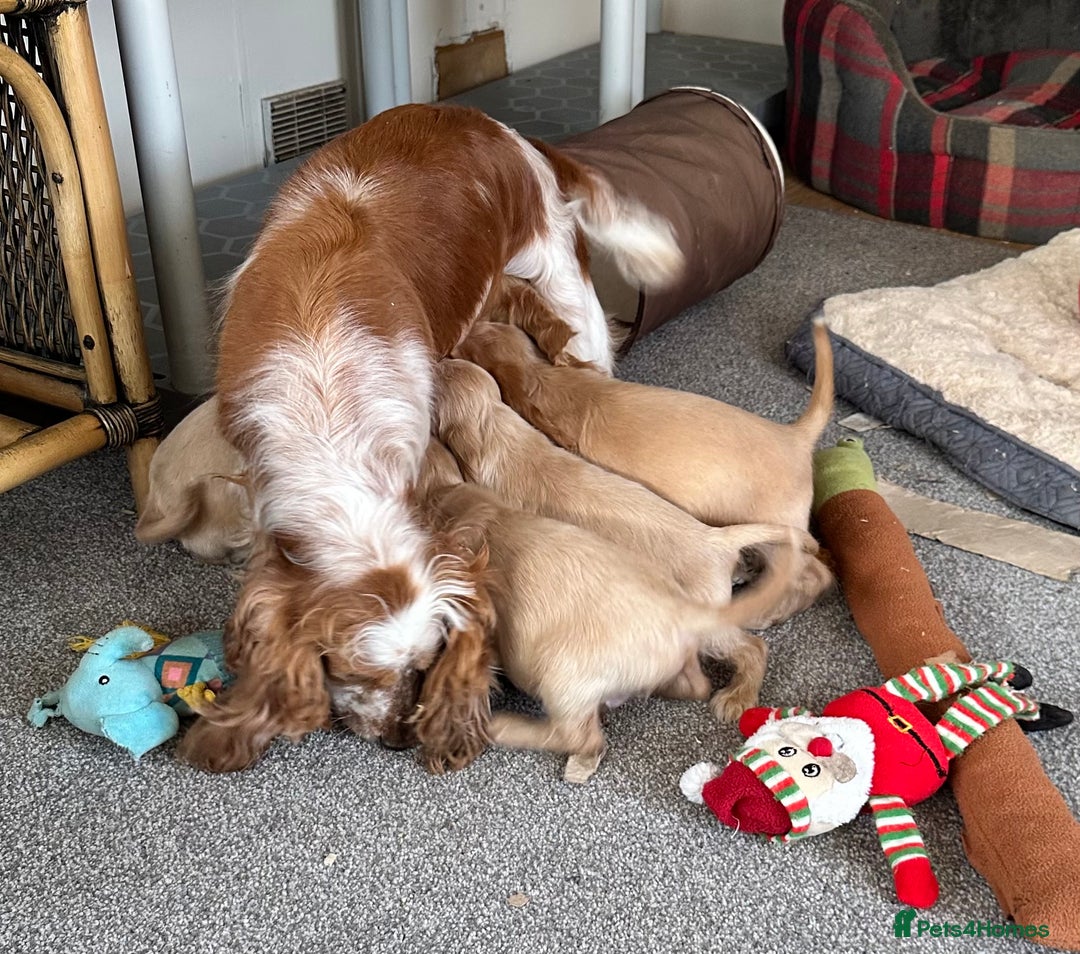 Cocker Spaniel dogs for sale: Beautiful gold cocker puppies - Image 27