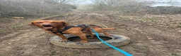 Labrador Retriever dogs for sale: Fox red male lab pup ready for collection - Advert 9