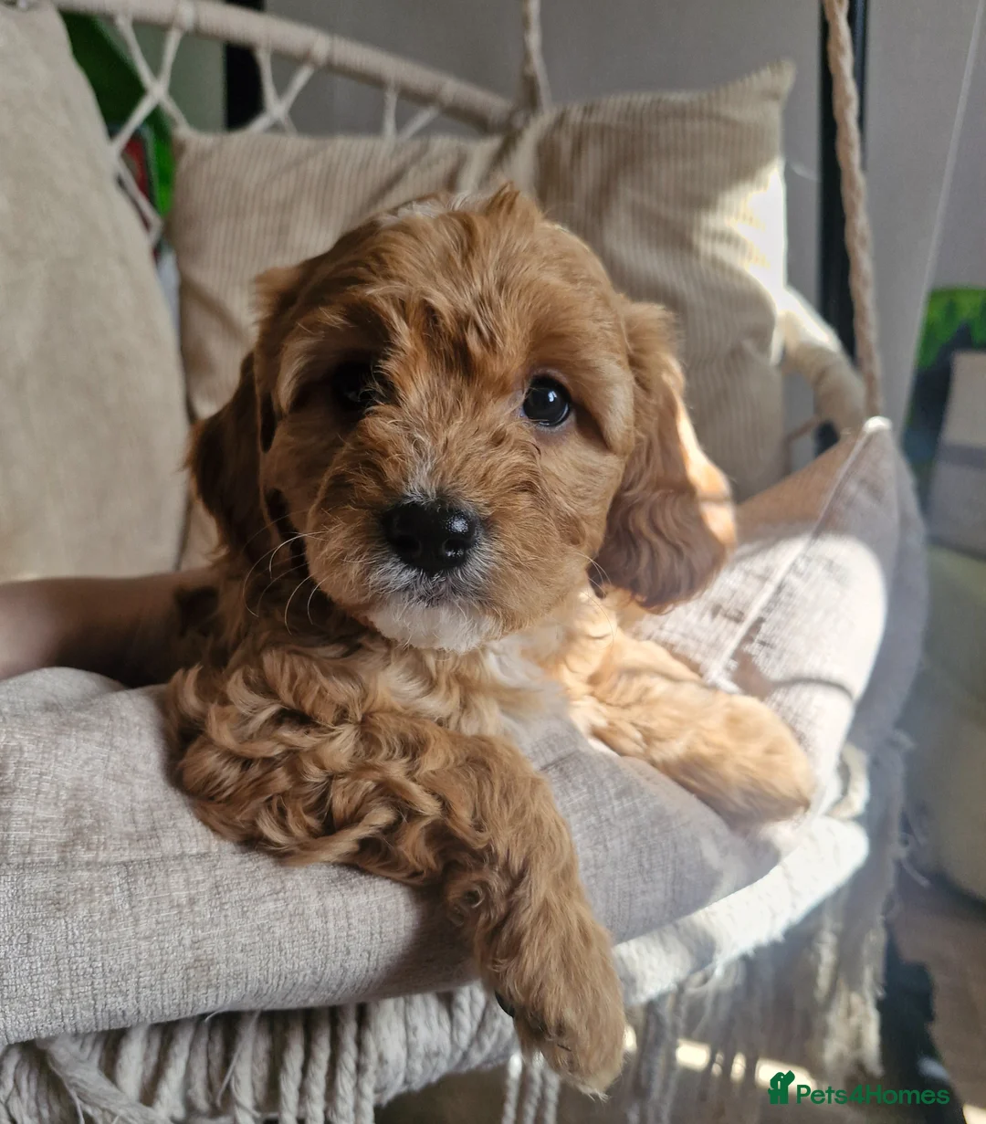 Cavapoo dogs for sale: Stunning Cavapoos - Health Tested Parents ONE LEFT - Advert 1