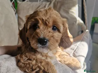 Cavapoo dogs Stunning Cavapoos - Health Tested Parents ONE LEFT - Advert 9