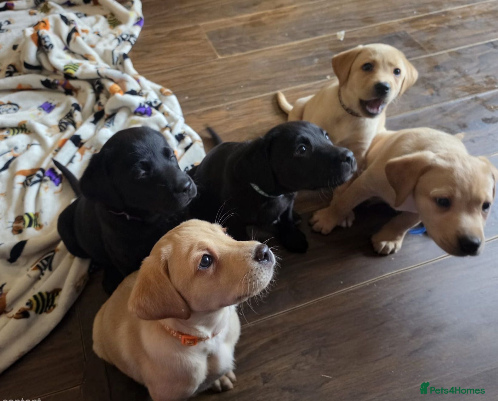 Labrador Retriever dogs *READY FOR THEIR FOREVER HOMES*  - Advert 1