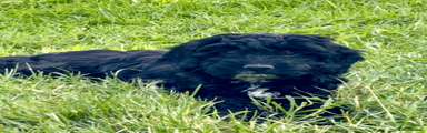 Cockapoo 3