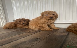 Cockapoo dogs for sale: Beautiful cockapoos - Image 6