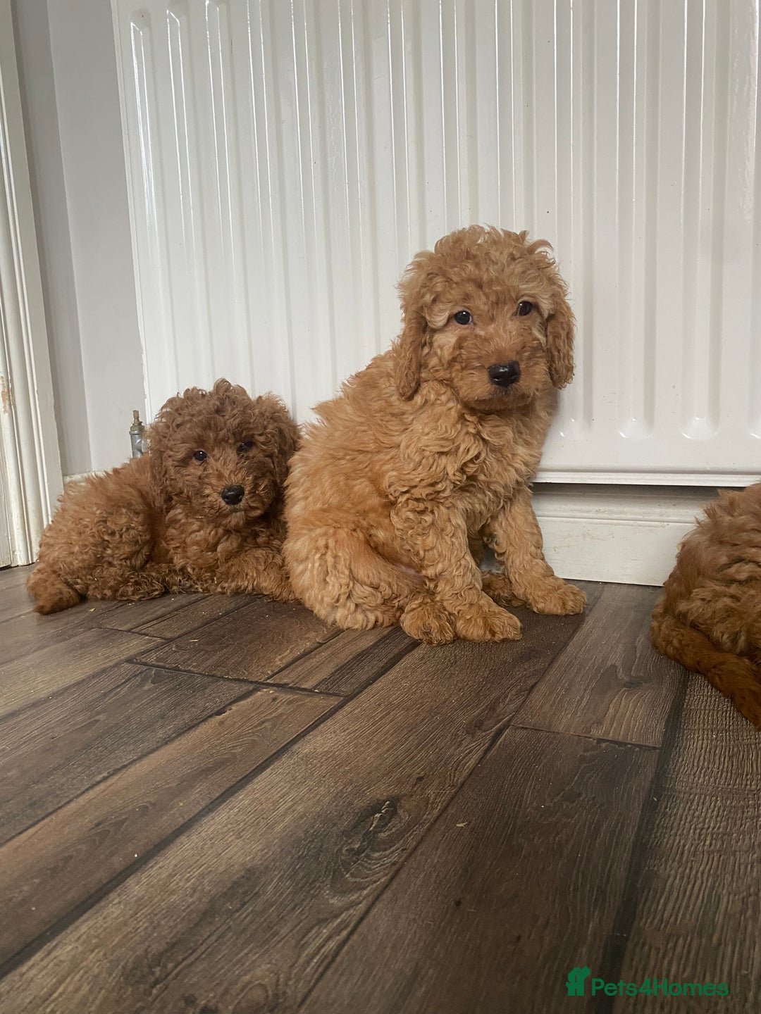 Cockapoo dogs for sale: Beautiful cockapoos - Image 6