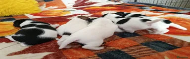 Jack Russell 5