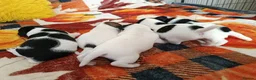 Jack Russell dogs for sale: 5 Beautiful Jack Russell Puppies - Advert 12
