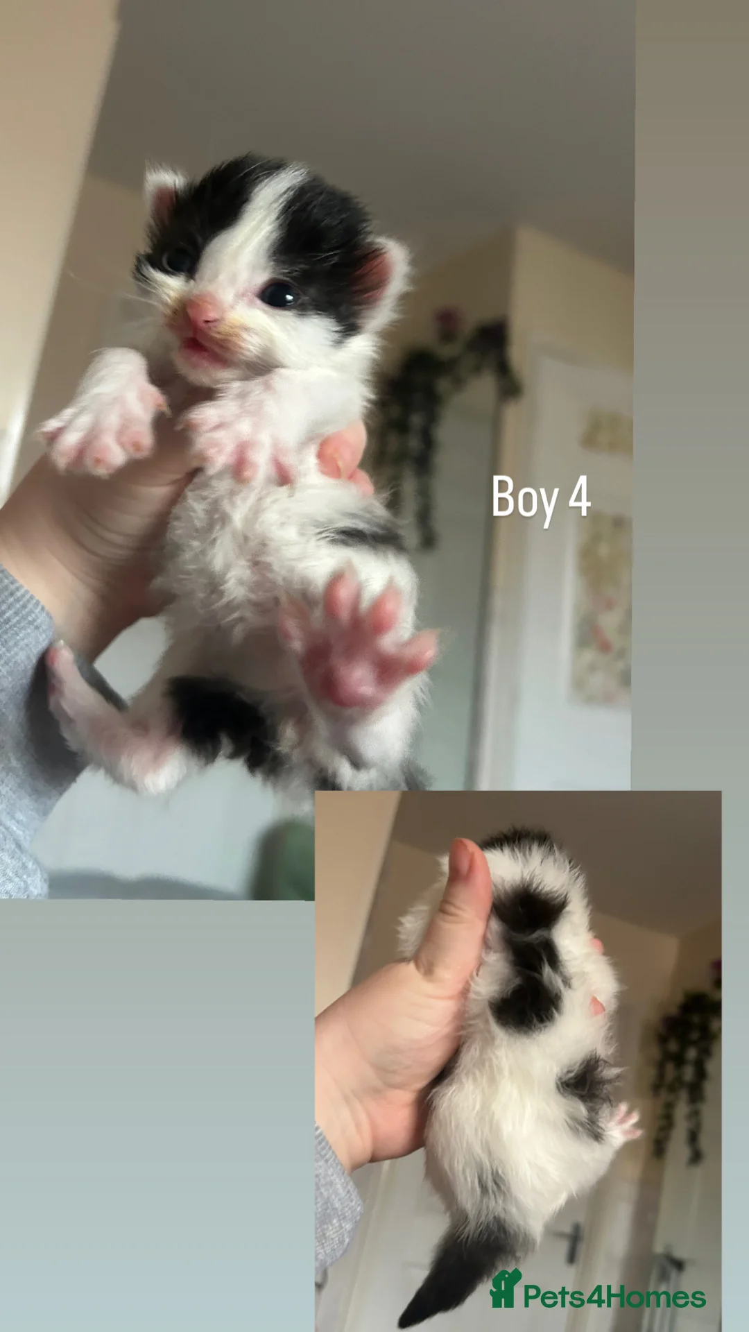 Mixed Breed cats for sale: Long hair cute kittens Turkish angora mix  - Advert 8