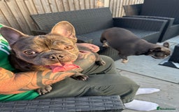 French Bulldog dogs for sale: French bulldog with fluffy bloodline  - Image 4