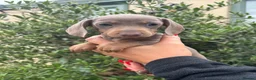 Miniature Dachshund dogs for sale: Stunning KC Miniature Dachshund Litter of 7 in Burnley - Advert 38