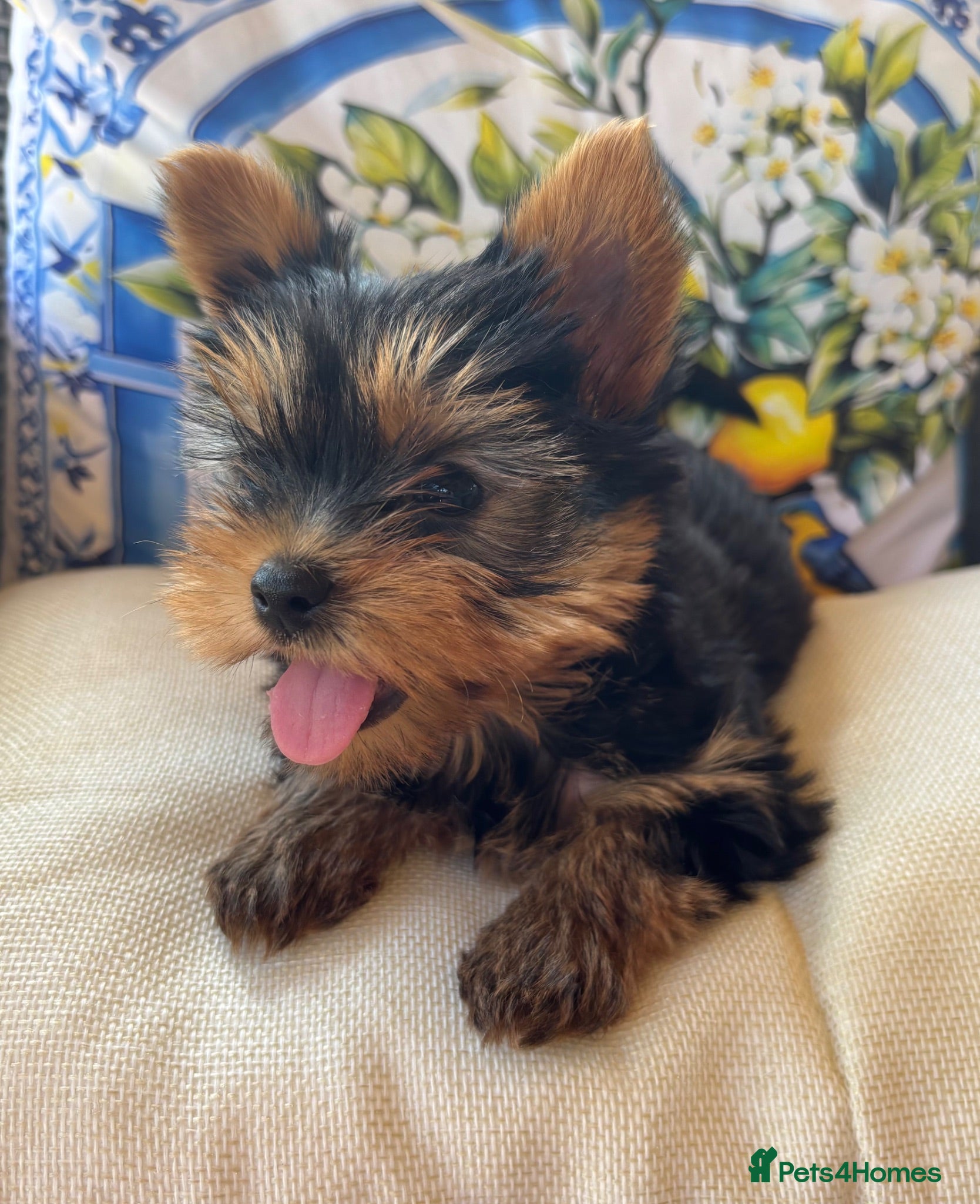 Yorkshire Terrier dogs Beautiful yorkshire terrier put breed puppies - Advert 1