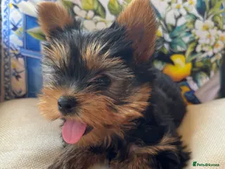 Yorkshire Terrier dogs Beautiful yorkshire terrier put breed puppies - Advert 13