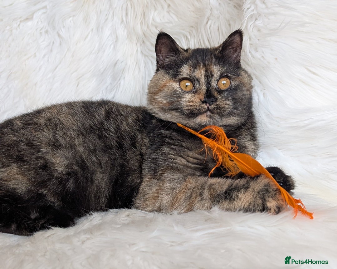 British Shorthair cats for sale: Gorgeous British shorthair  - Image 8