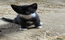 Mixed Breed cats for sale: 7 kittens now ready for their new home  - Image 8