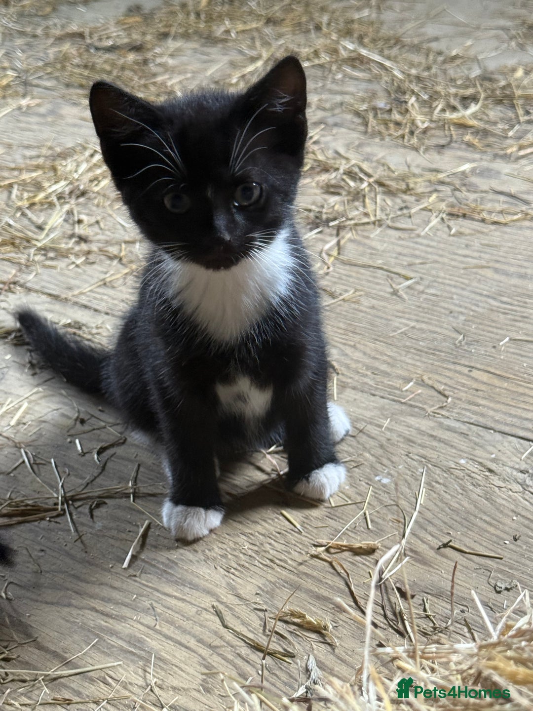 Mixed Breed cats for sale: 7 kittens now ready for their new home  - Image 8
