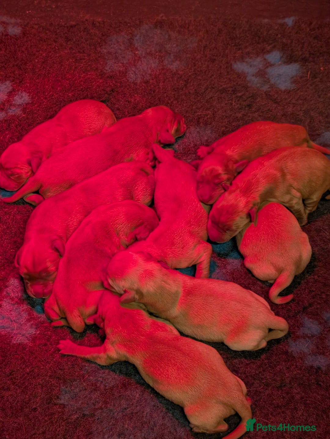 Labrador Retriever dogs for sale: Fab KC Fox Red Pups - 4* Higher Standard Breeder - Advert 4