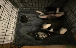 Pomsky dogs for sale: F2 blue eyed female pomsky - Image 3