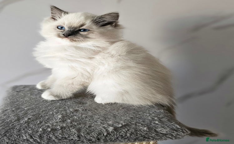 Ragdoll cats - Advert 3