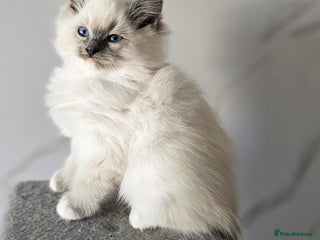 Ragdoll cats - Advert 3