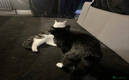 Domestic Shorthair cats for sale: 2 Beautiful Indoor Cats (Potential outdoors to) - Image 3