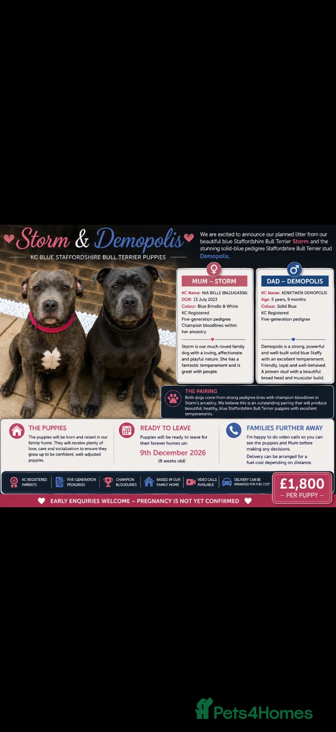 Staffordshire Bull Terrier dogs for sale: KC Registered Blue Staffy Puppies – Champion Lines - Advert 1