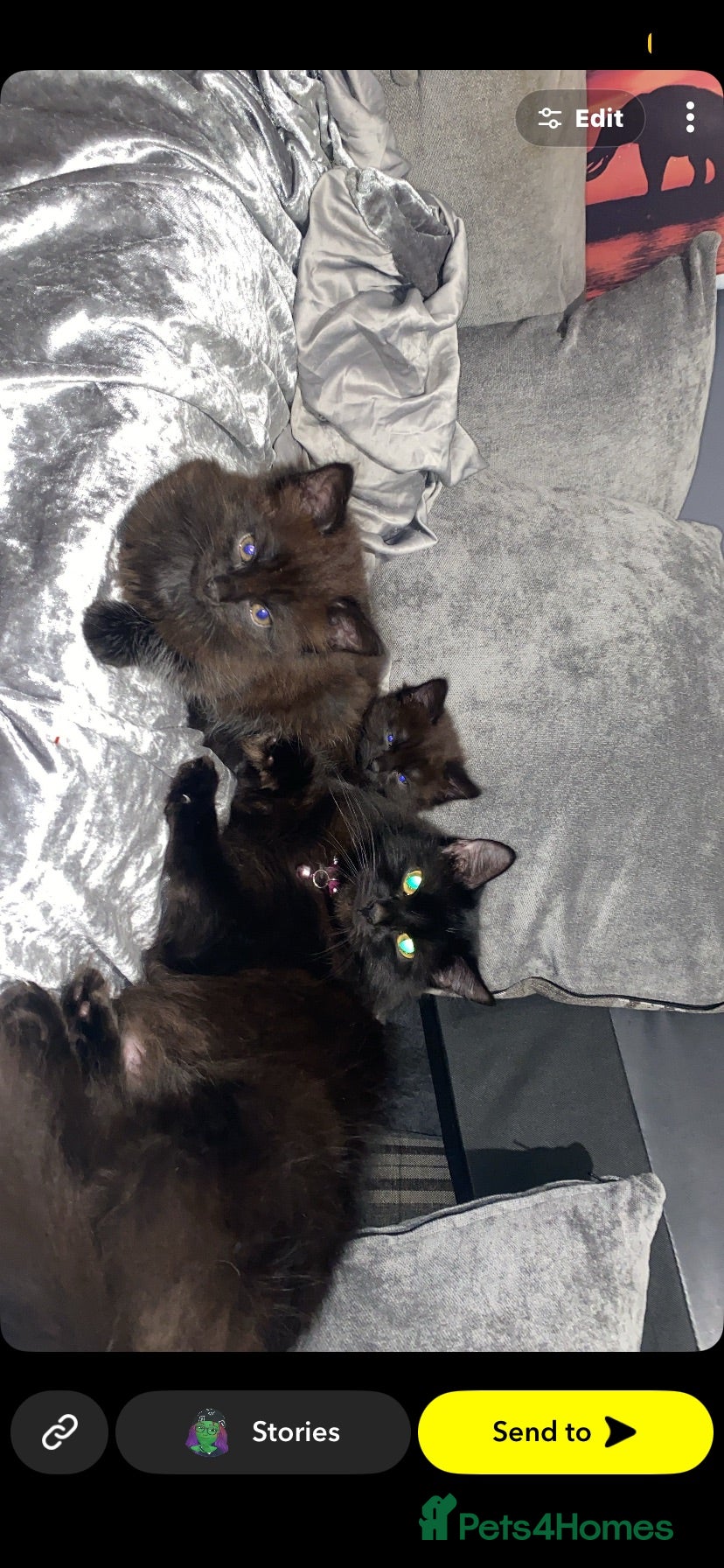 Mixed Breed cats Maincoon and ragdol mixed kittens all  - Advert 1