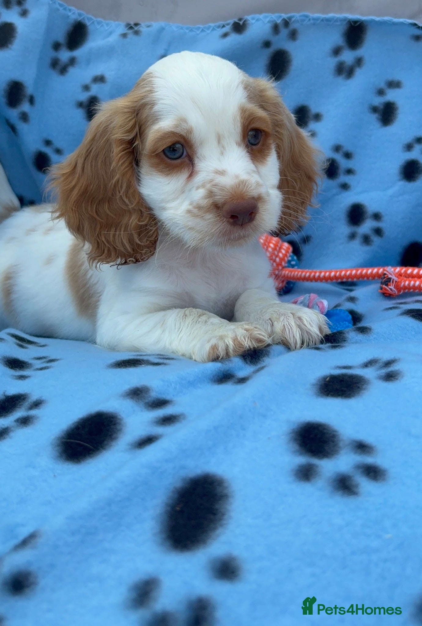 Cocker Spaniel dogs Cocker spaniel puppies for sale ! - Advert 1