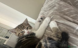 Mixed Breed cats for sale: Cute baby kittens looking for a new home - Image 8