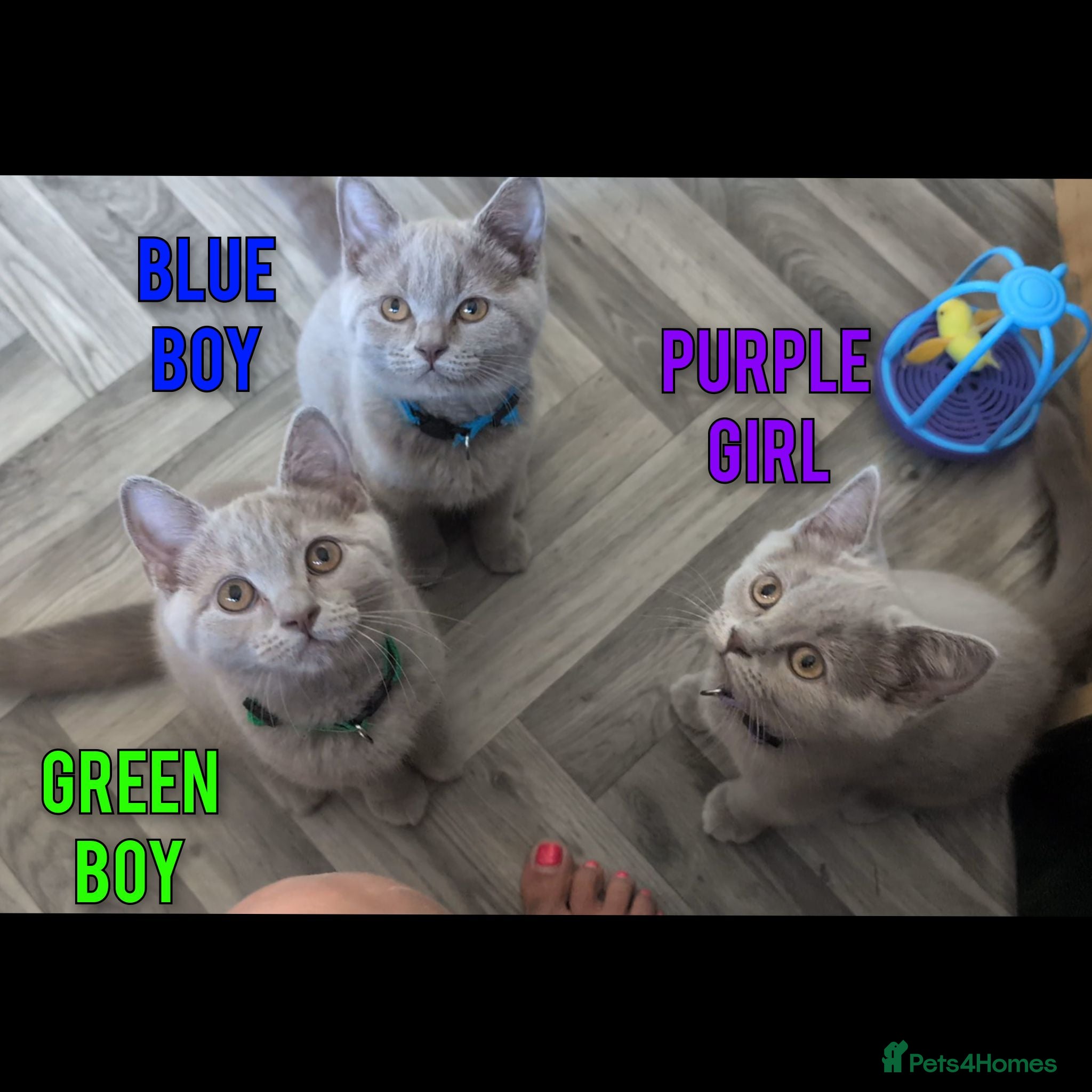 British Shorthair cats Stunning Lilac British Shorthair Kittens For Sale - Advert 2