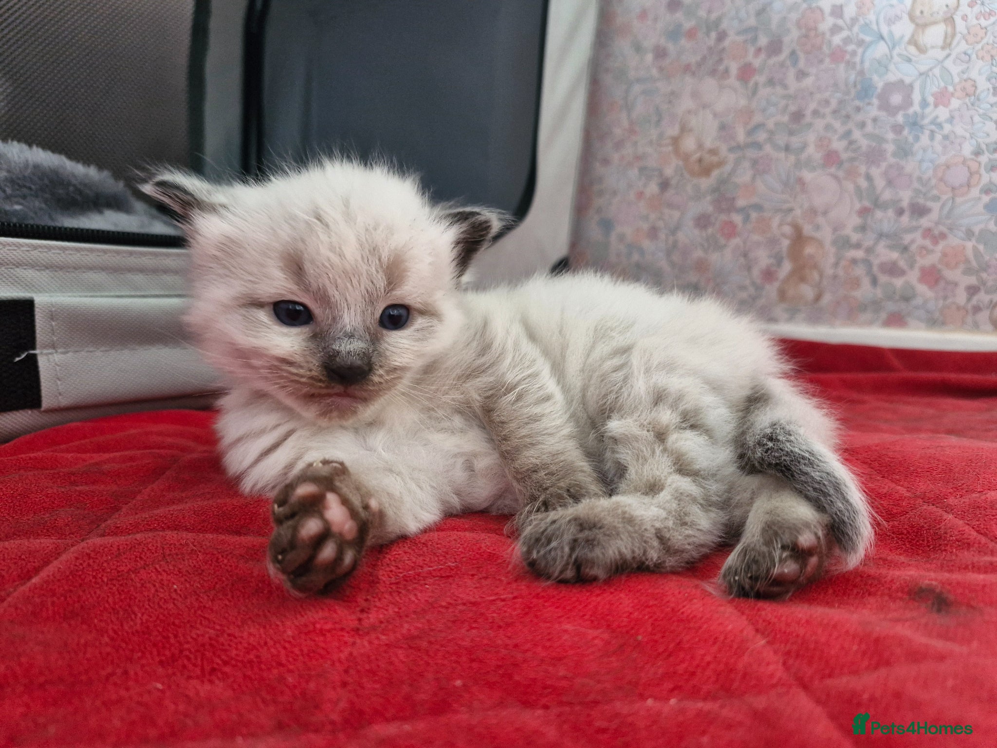Mixed Breed cats ✨ Stunning Ragdoll x British Shorthair Kittens ✨ - Advert 1