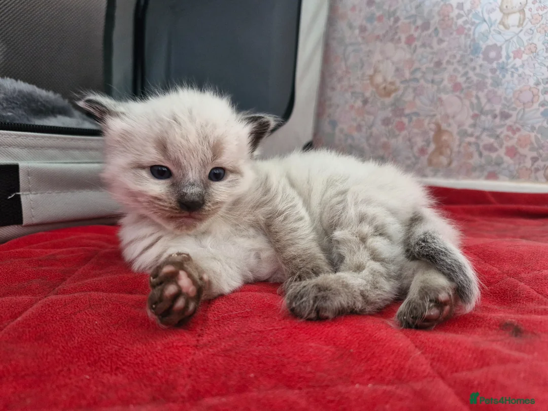 Mixed Breed cats for sale: ✨ Stunning Ragdoll x British Shorthair Kittens ✨ - Advert 1