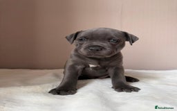 Staffordshire Bull Terrier dogs for sale: BLUEDOGCITY PHARON AT BULLSCAFF X WEDNESDAY ADDAMS - Image 7