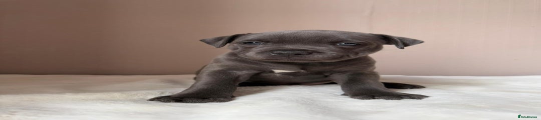 Staffordshire Bull Terrier Puppy 2