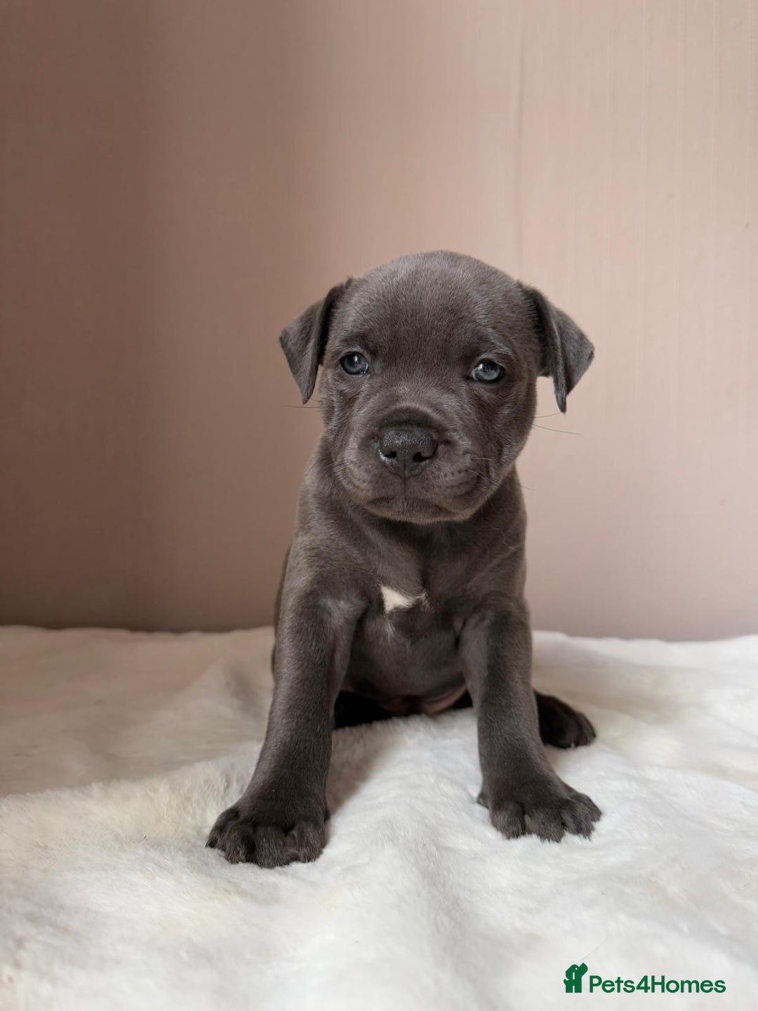 Staffordshire Bull Terrier dogs for sale: BLUEDOGCITY PHARON AT BULLSCAFF X WEDNESDAY ADDAMS - Image 7