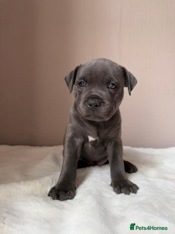 Staffordshire Bull Terrier dogs - Advert 7