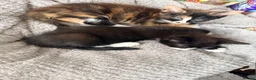 Mixed Breed cats for sale: Two Gorgeous Tortoiseshell girl kittens - Advert 11