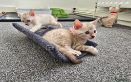 Bengal cats for sale: SNOW BENGAL BLUE EYES TICA PET/ACTIVE - Image 7