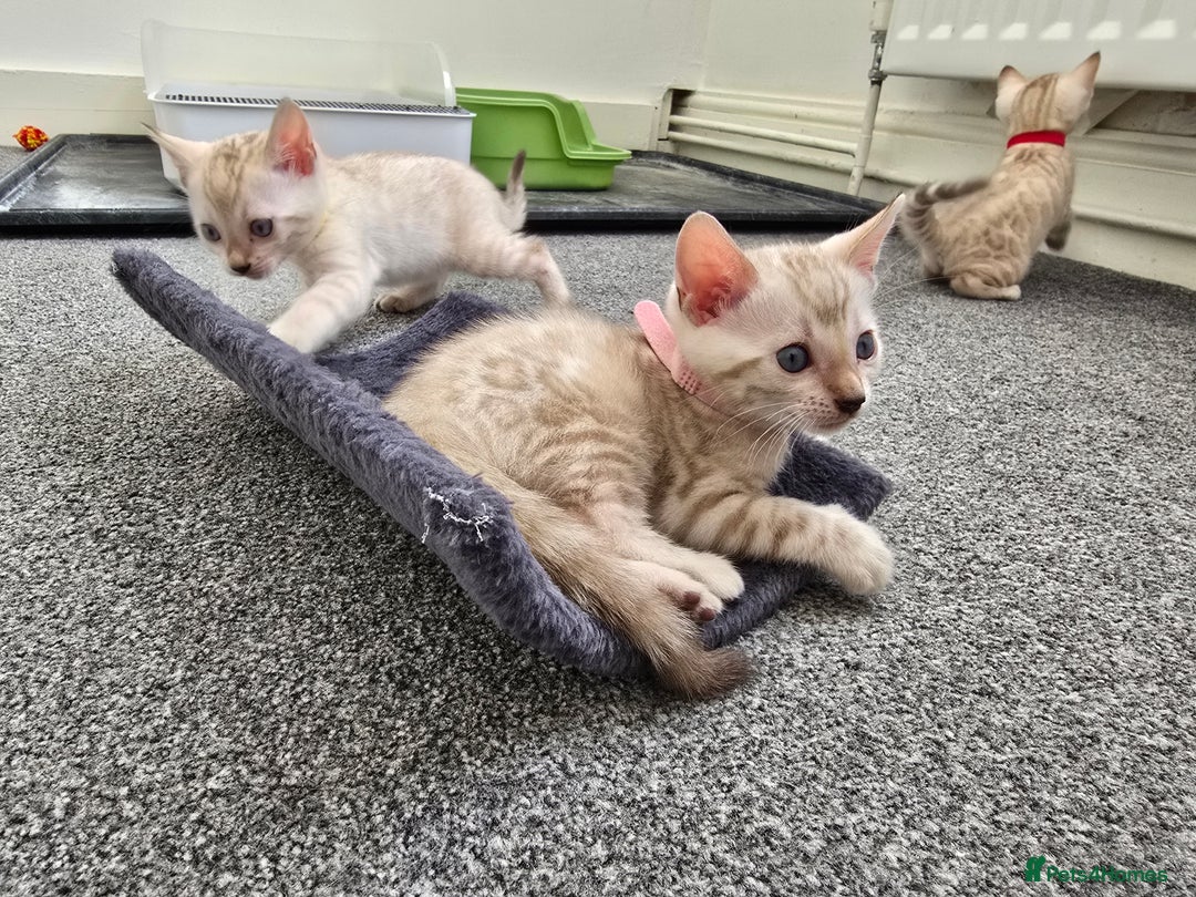 Bengal cats for sale: SNOW BENGAL BLUE EYES TICA PET/ACTIVE - Image 7