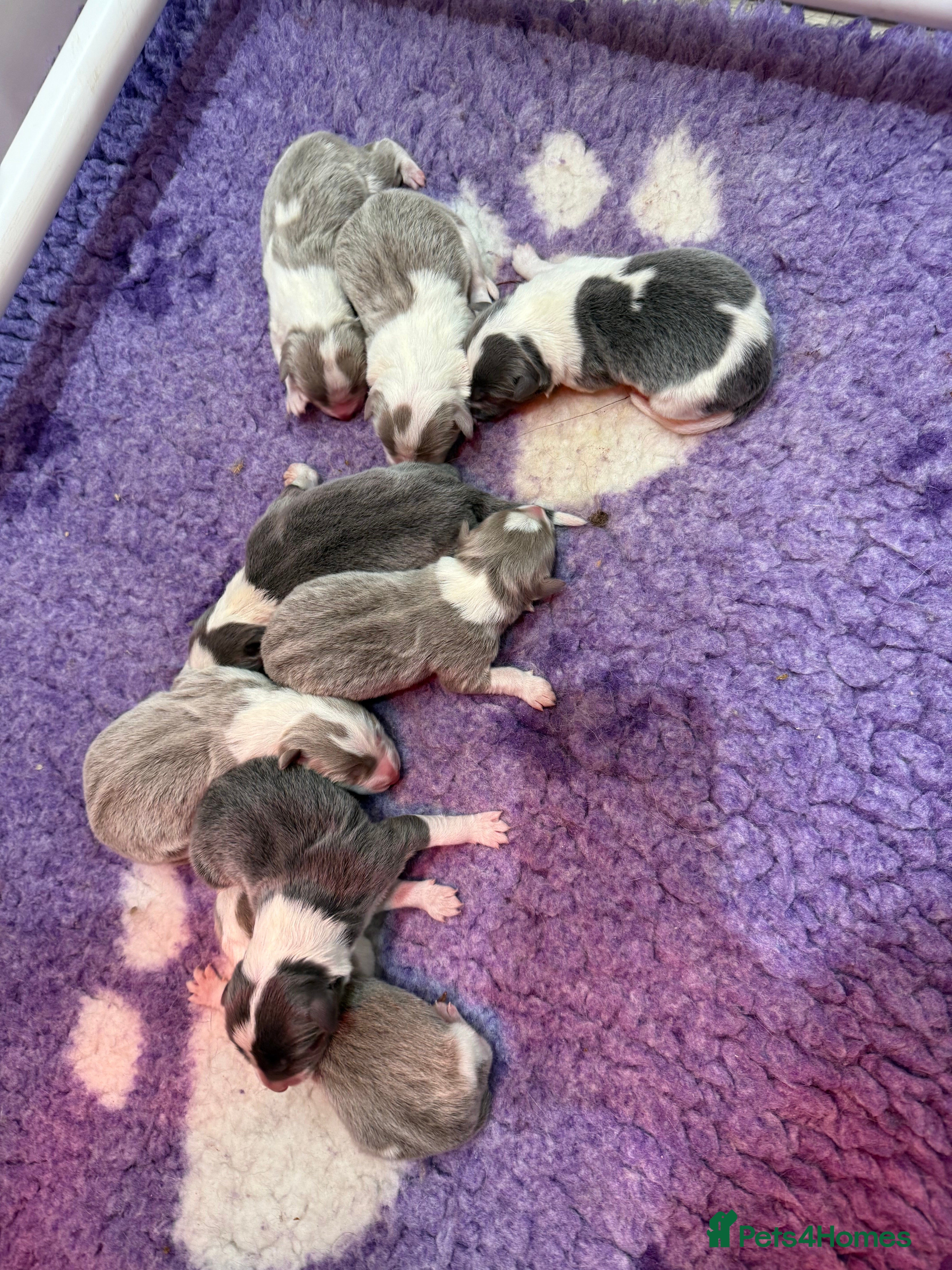 Border Collie dogs Stunning rough coated KC Reg Health tested pups  - Advert 4