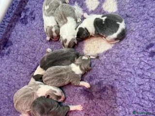 Border Collie dogs Stunning rough coated KC Reg Health tested pups - Advert 1