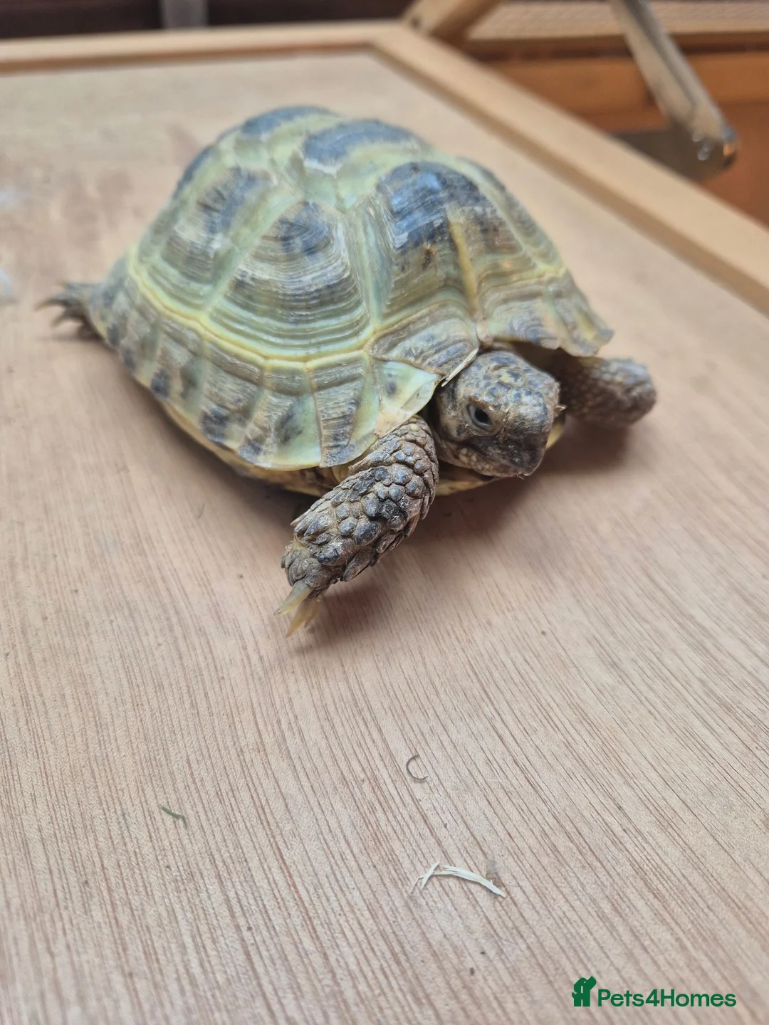 Hermann Tortoise reptiles for sale: 2 Male Hermann Tortoise in Workington - Advert 2