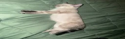 Mixed Breed cats for sale: Neutered male cat  - Advert 30