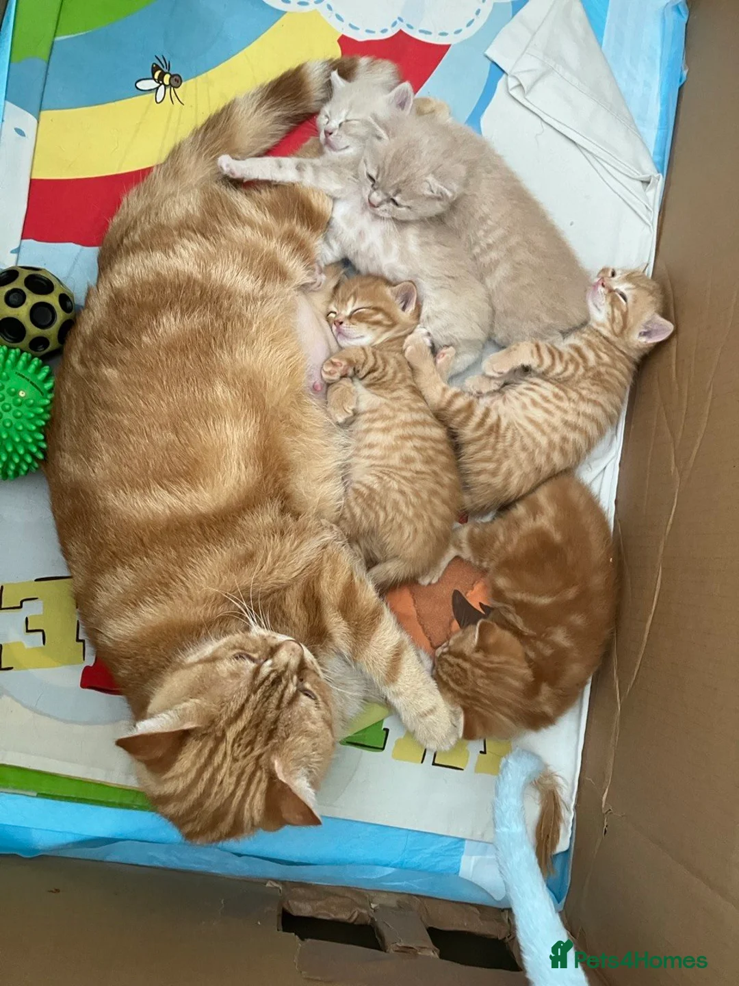British Shorthair cats for sale: Living Unicorn: ginger female kittens - Advert 2