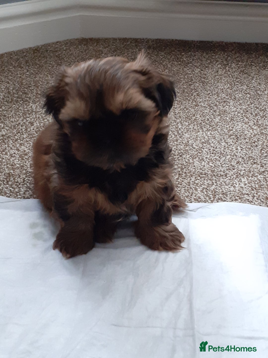 Shih Tzu dogs for stud: Stunning shihtzu stud in Wrexham - Advert 15